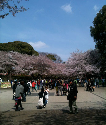 日本の桜