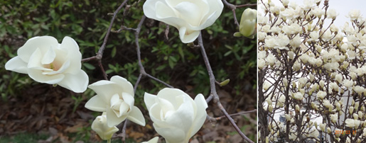 白木蓮が咲きました