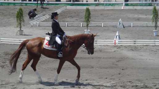 馬場馬術選手権