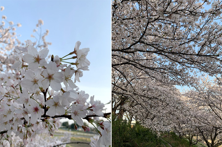 桜