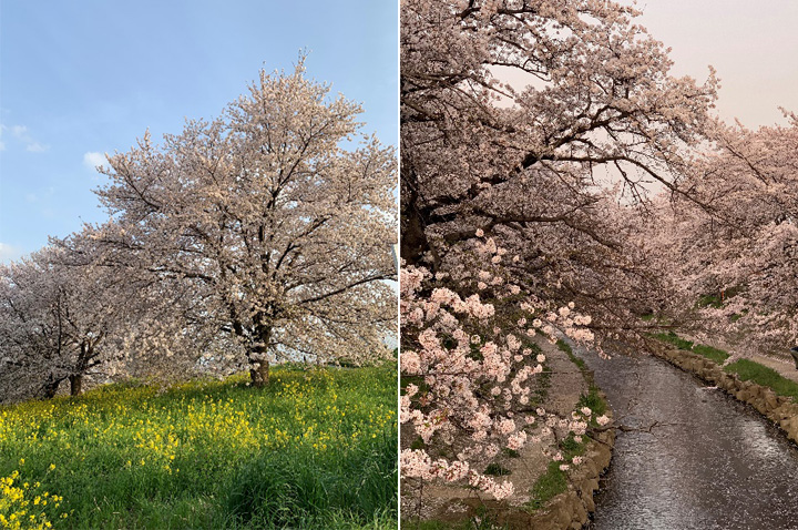 桜