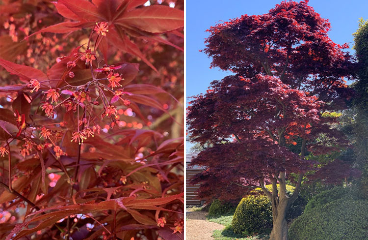 紅葉の花