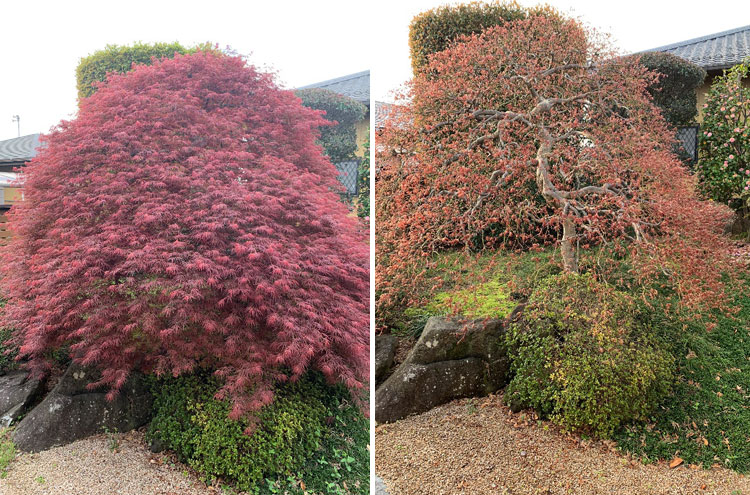 紅葉の花