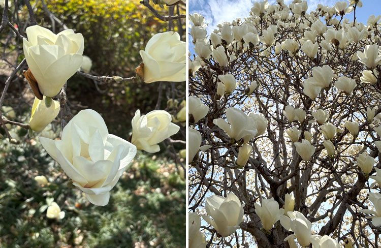 白木蓮が見頃です