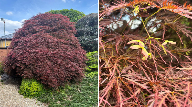 紅葉の花