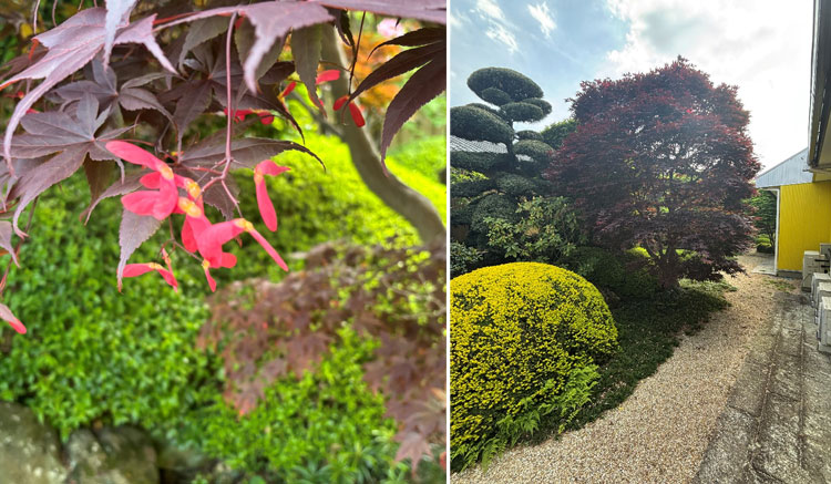 紅葉の花